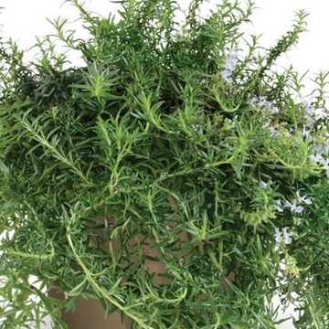 Rosmarinus officinalis 'Haifa' – Rosemary