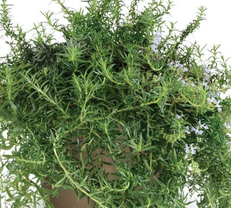 Rosmarinus officinalis 'Haifa' – Rosemary