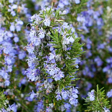 Rosmarinus officinalis 'Tuscan Blue' – Rosemary