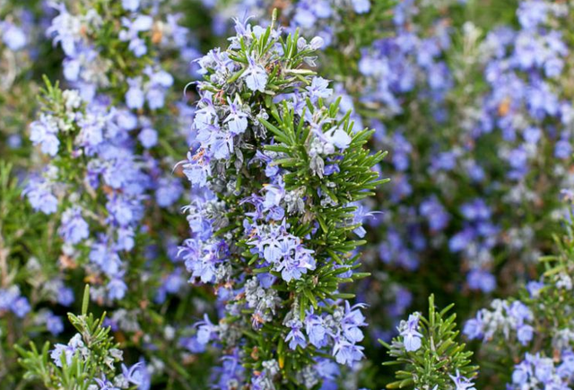 Rosmarinus officinalis 'Tuscan Blue' – Rosemary