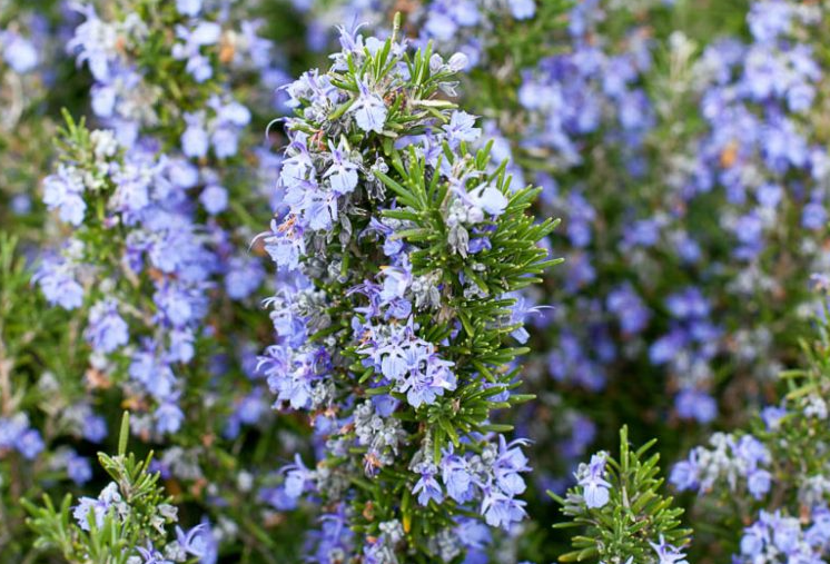 Rosmarinus officinalis 'Tuscan Blue' – Rosemary