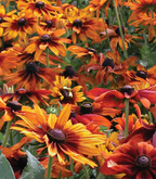 Rudbeckia hirta 'Cappuccino' – Black-Eyed Susan