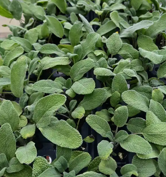 Salvia officinalis 'Grower's Friend' – Culinary Sage