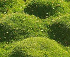 Sagina subulata – Irish Moss