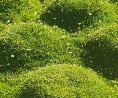 Sagina subulata – Irish Moss