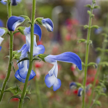 SALVIA patens 'Dot's Delight'