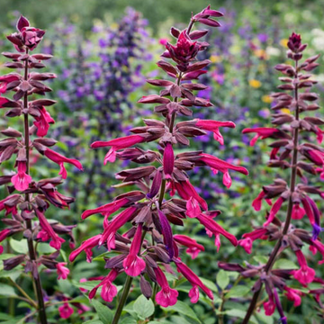 Salvia 'Love and Wishes' – Sage