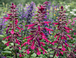 Salvia 'Love and Wishes' – Sage
