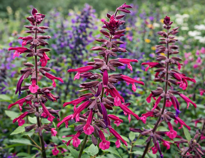 Salvia 'Love and Wishes' – Sage