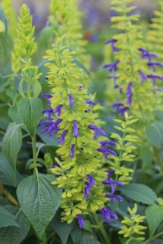 Salvia mexicana 'Limelight' – Mexican Sage