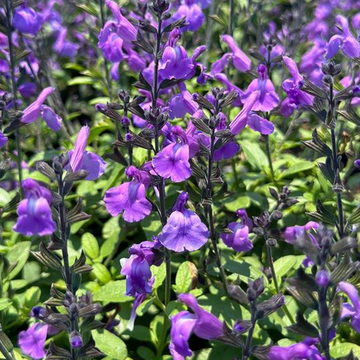 Salvia x 'Mesa Azure' – Sage