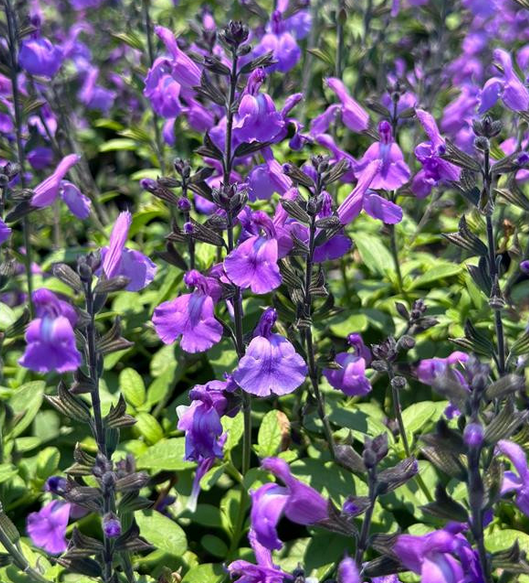 Salvia x 'Mesa Azure' – Sage