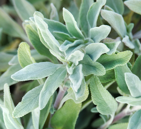 Salvia 'Bee's Bliss' – Hybrid Sage