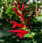 Salvia elegans 'Golden Delicious' – Golden Pineapple Sage