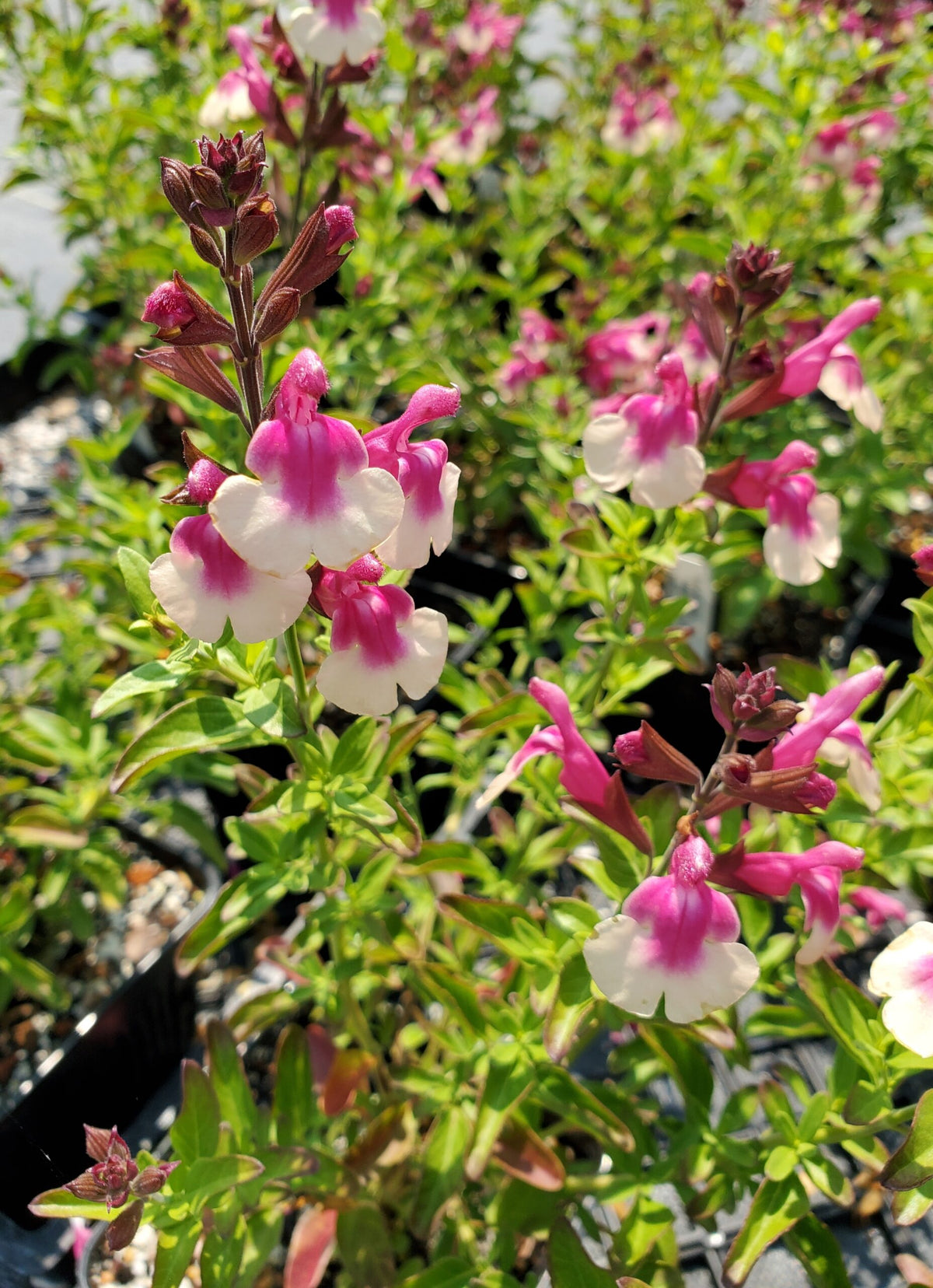 Salvia 'Mirage Rose Bicolor'