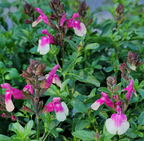 Salvia 'Mirage Rose Bicolor'