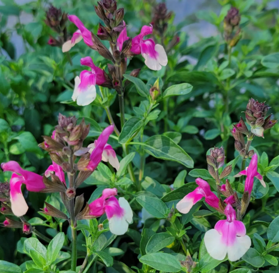 Salvia 'Mirage Rose Bicolor'
