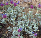Salvia pachyphylla – Rose Sage