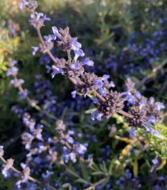 Salvia clevelandii 'Pacific Blue' – Cleveland Sage