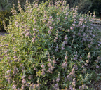 Salvia leucophylla 'Point Sal' – Purple Sage