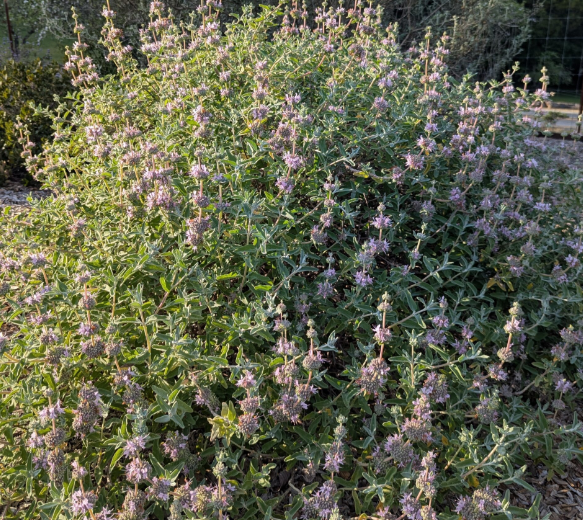 Salvia leucophylla 'Point Sal' – Purple Sage