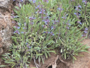Salvia sonomensis – Creeping Sage