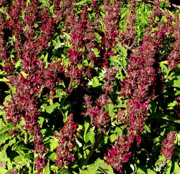 Salvia spathacea – Hummingbird Sage