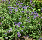 Salvia clevelandii 'Winnifred Gilman' – Cleveland Sage
