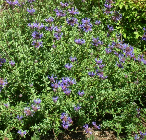 Salvia clevelandii 'Winnifred Gilman' – Cleveland Sage