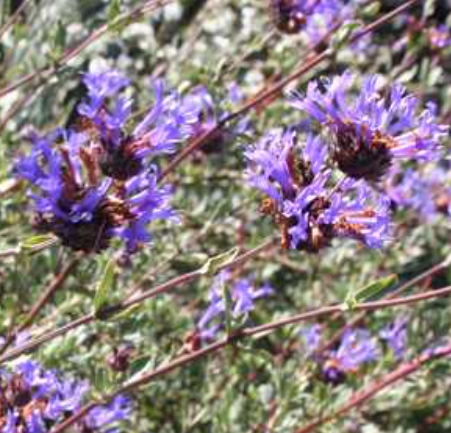 Salvia clevelandii 'Winnifred Gilman' – Cleveland Sage