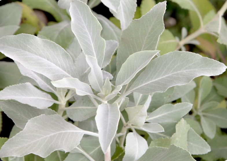 Salvia apiana – White Sage
