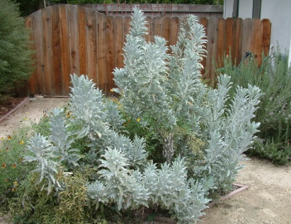 Salvia apiana – White Sage