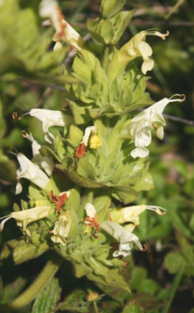 Salvia spathacea 'Avis Keedy' – Hummingbird Sage
