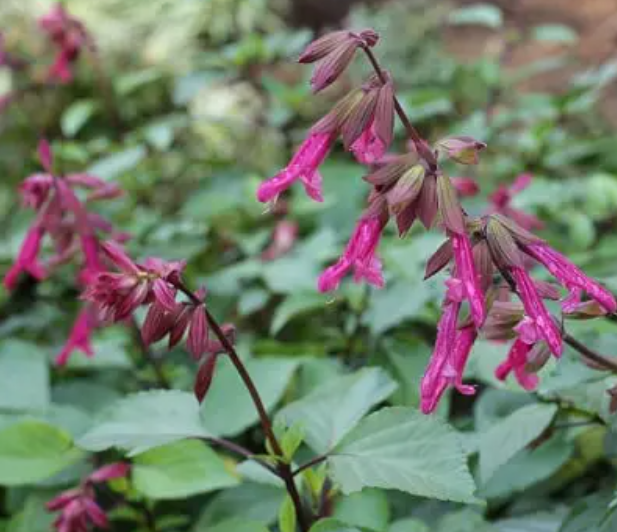 Salvia buchananii – Buchanan’s Sage