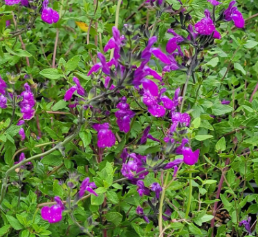 Salvia 'Christine Yeo' – Purple Greggii Hybrid Sage