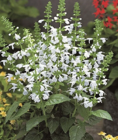 Salvia coccinea 'Snow Nymph' – Texas Sage