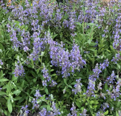 Salvia x 'Dara’s Choice' – Hybrid Sage Groundcover