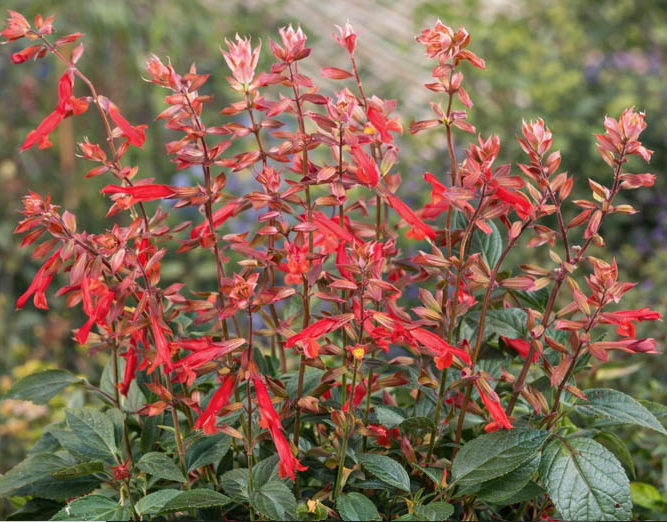 Salvia 'Ember’s Wish' – Sage