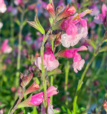 Salvia 'Fancy Dancer' – Greggii Hybrid Sage
