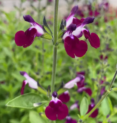 Salvia greggii 'Amethyst Lips' – Autumn Sage