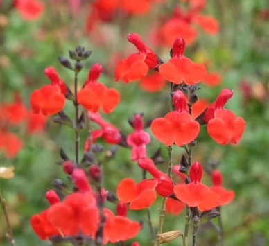 Salvia greggii 'Furman’s Red' – Autumn Sage