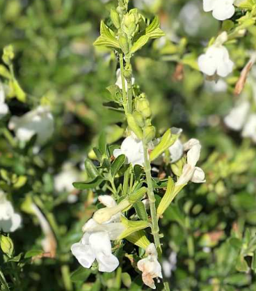 Salvia greggii 'La Luna'
