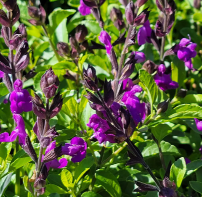 Salvia greggii 'Mirage Violet' – Autumn Sage