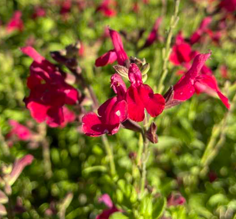 Salvia 'Heatwave Blaze'