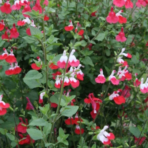 Salvia microphylla 'Hot Lips' – Cherry Sage