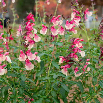 Salvia x jamensis VIBE 'Ignition Sunrise' – Jame Sage Perennial