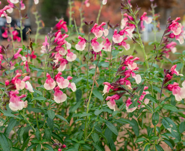 Salvia x jamensis VIBE 'Ignition Sunrise' – Jame Sage Perennial