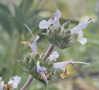 Salvia mellifera 'Jade Carpet' – Black Sage Groundcover