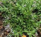 Salvia mellifera 'Jade Carpet' – Black Sage Groundcover