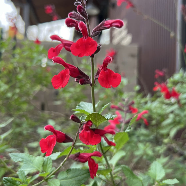Salvia x 'John Whittlesey' – Shrubby Sage